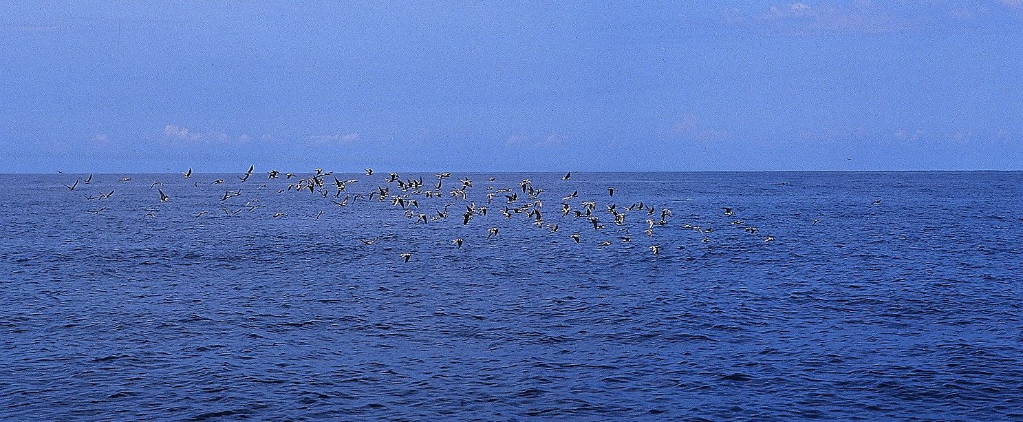 Sea fishing for salmon