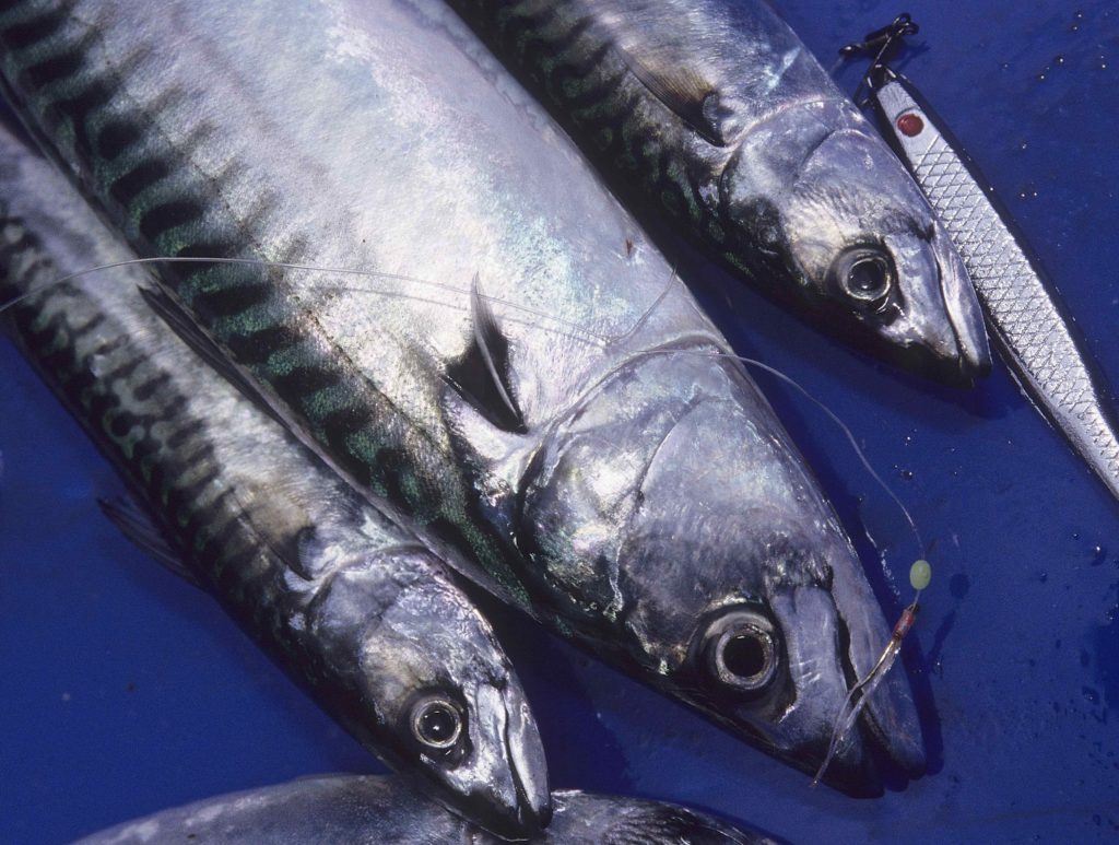 salmon eat Atlantic mackerel