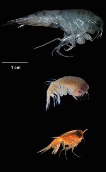 what salmon eat at sea