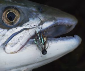 Salmon and steelhead on riffling hitch2