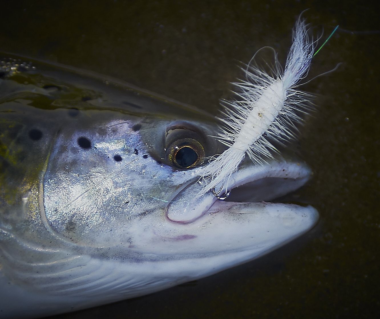 Salmon on dry fly