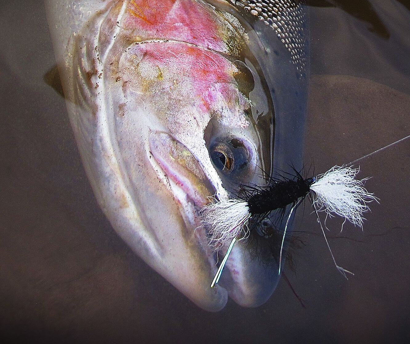 Wake fly skate and dry flies for steelhead