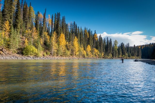 Steelhead wake fly fishing