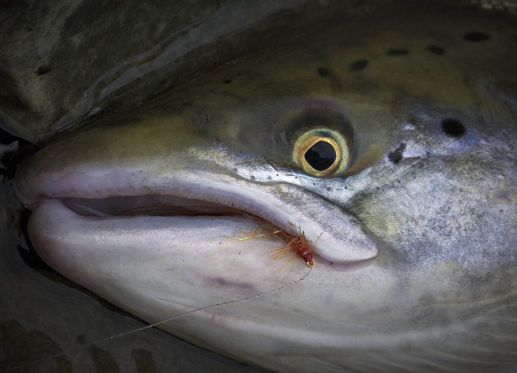 salmon on frances fly