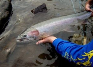 steelhead on wake fly