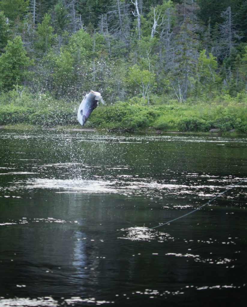 big salmon on dry fly monster tube caddis