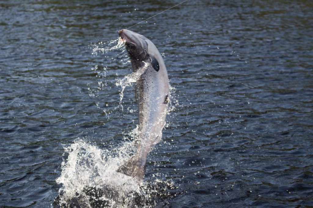 Salmon on dry fly lower Humber