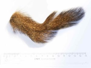 Himalayan Squirrel