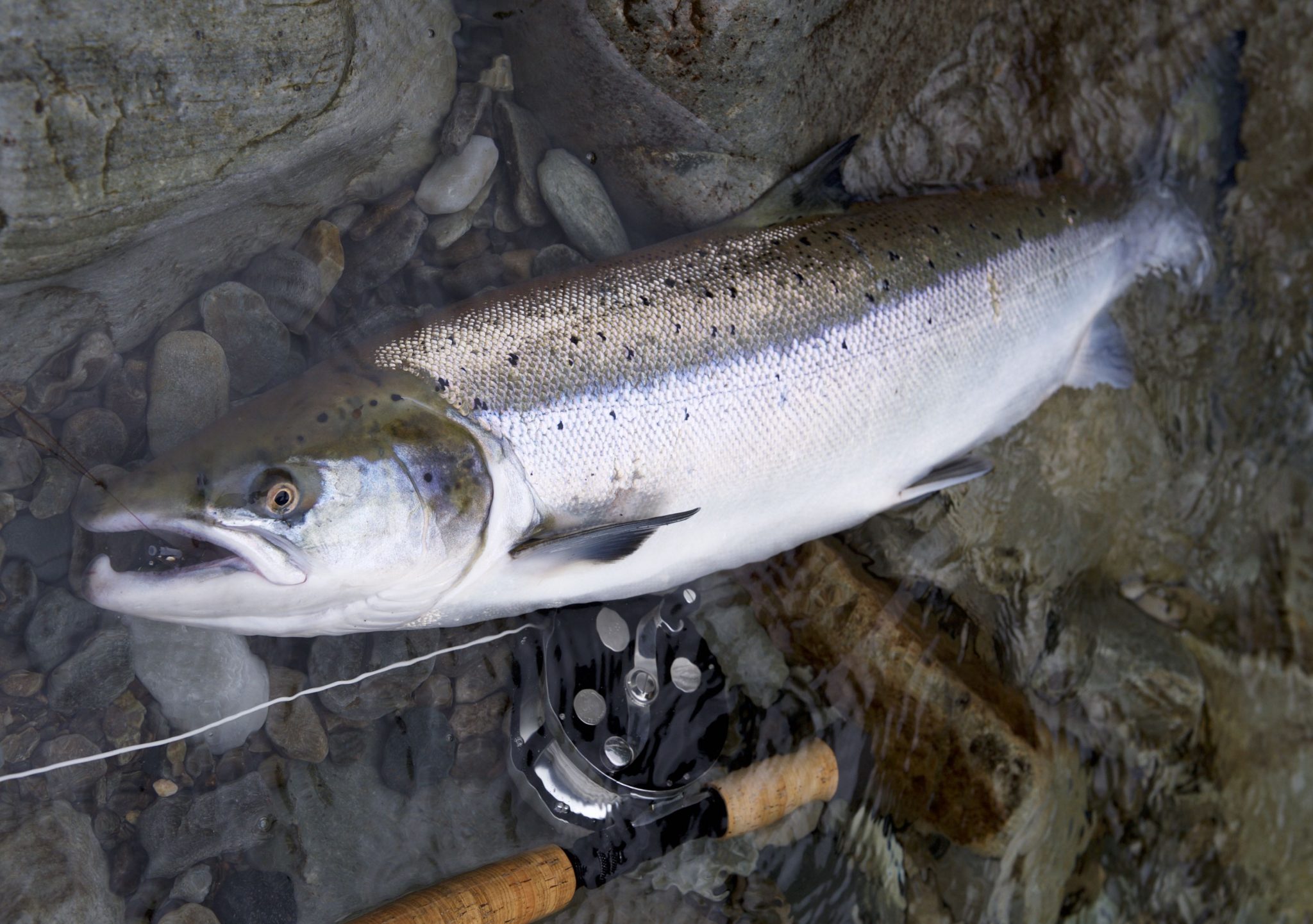 salmon on riffling hitch tube fly