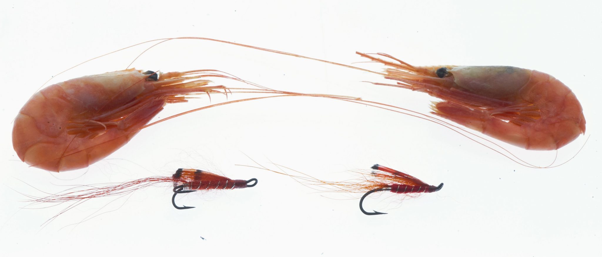 Salmon shrimp fly