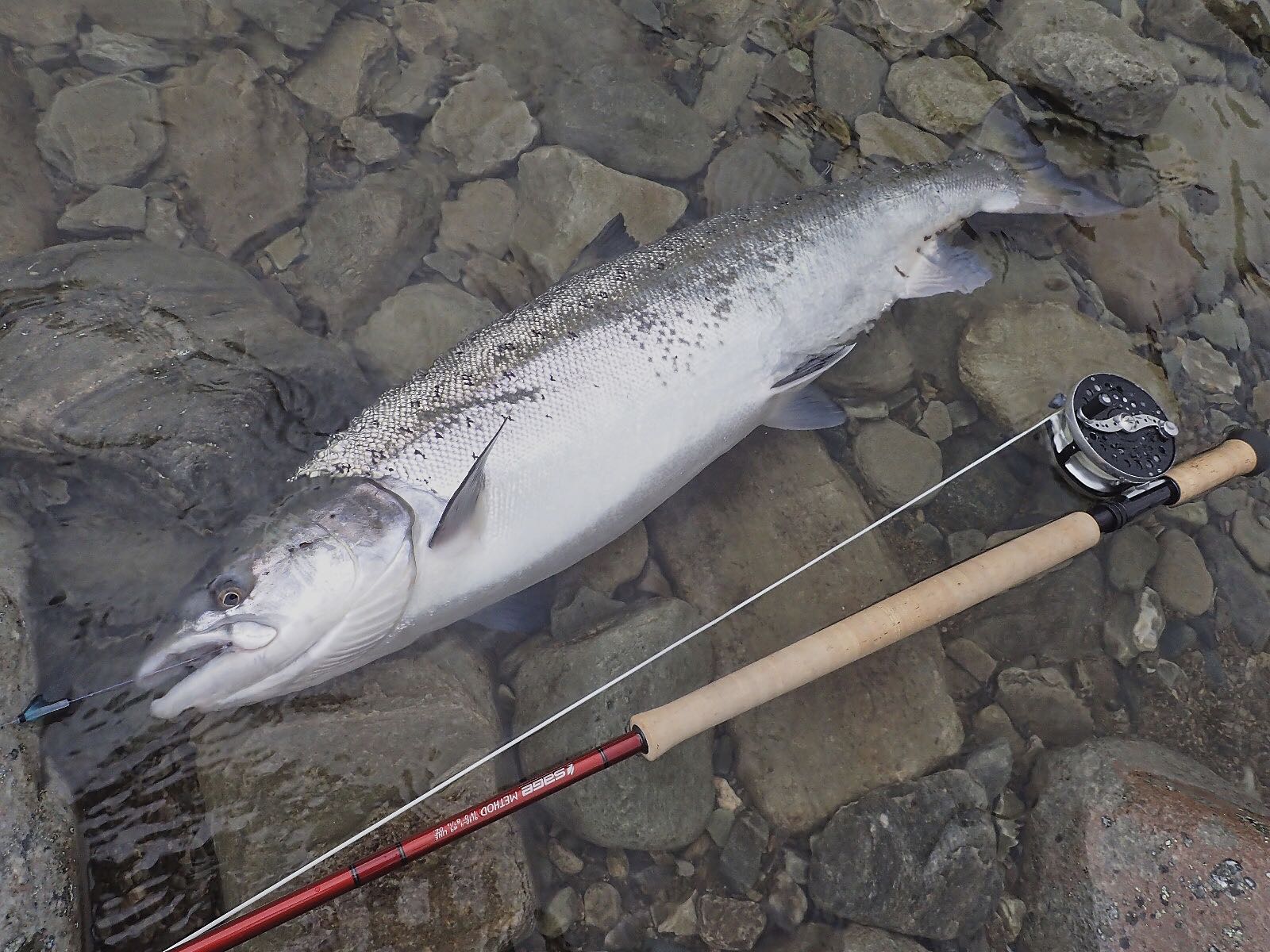 salmon on tube fly