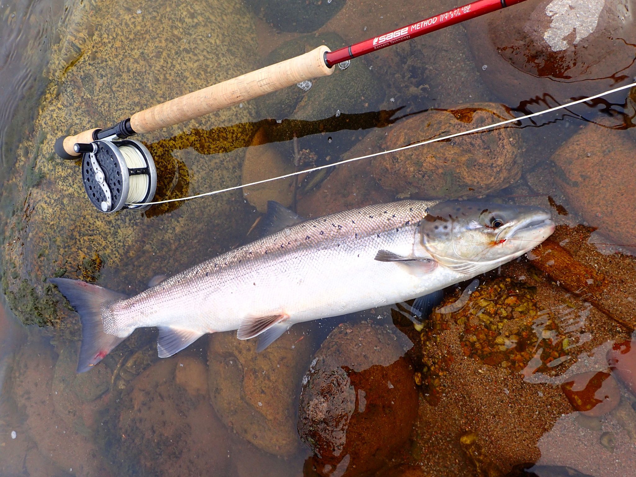 Salmon on frances fly Salmon on frances fly