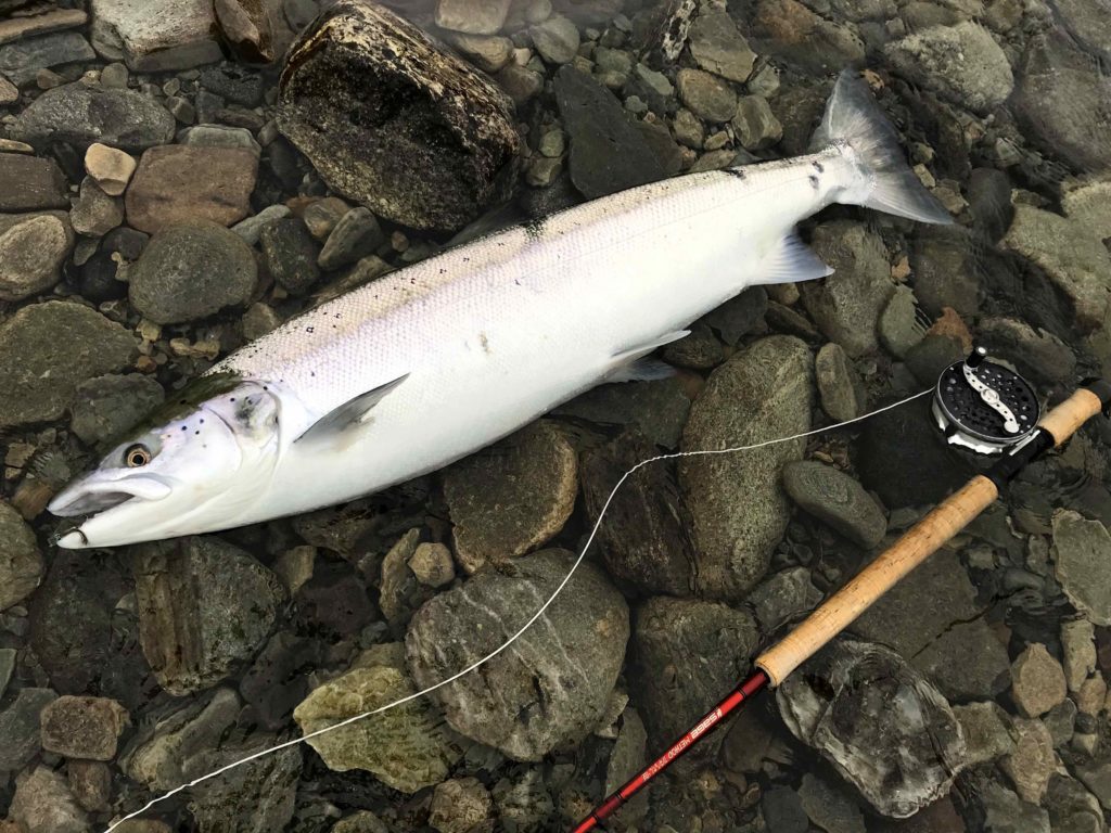 Atlantic salmon on riffling hitch tube fly