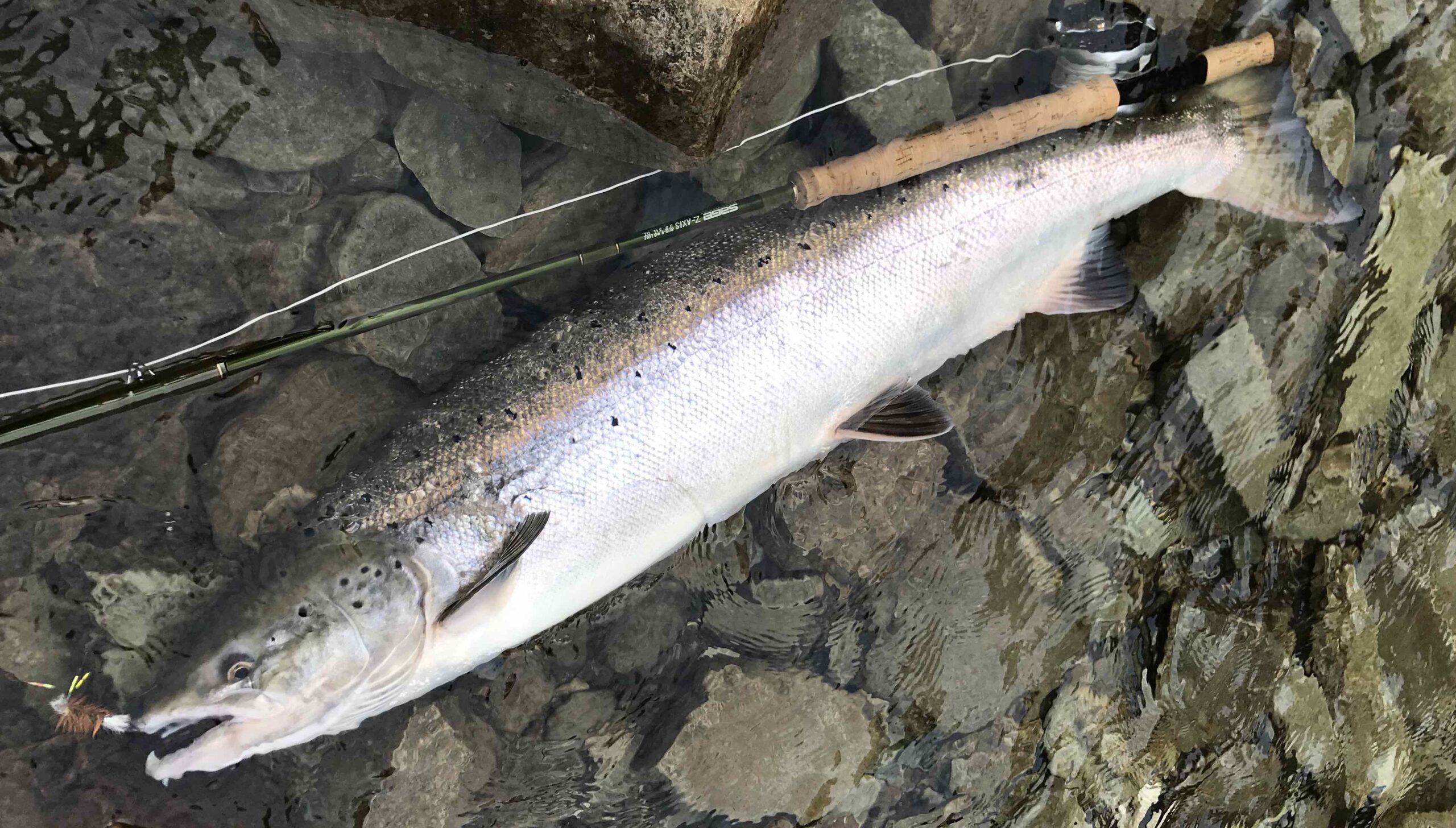 salmon on dry fly