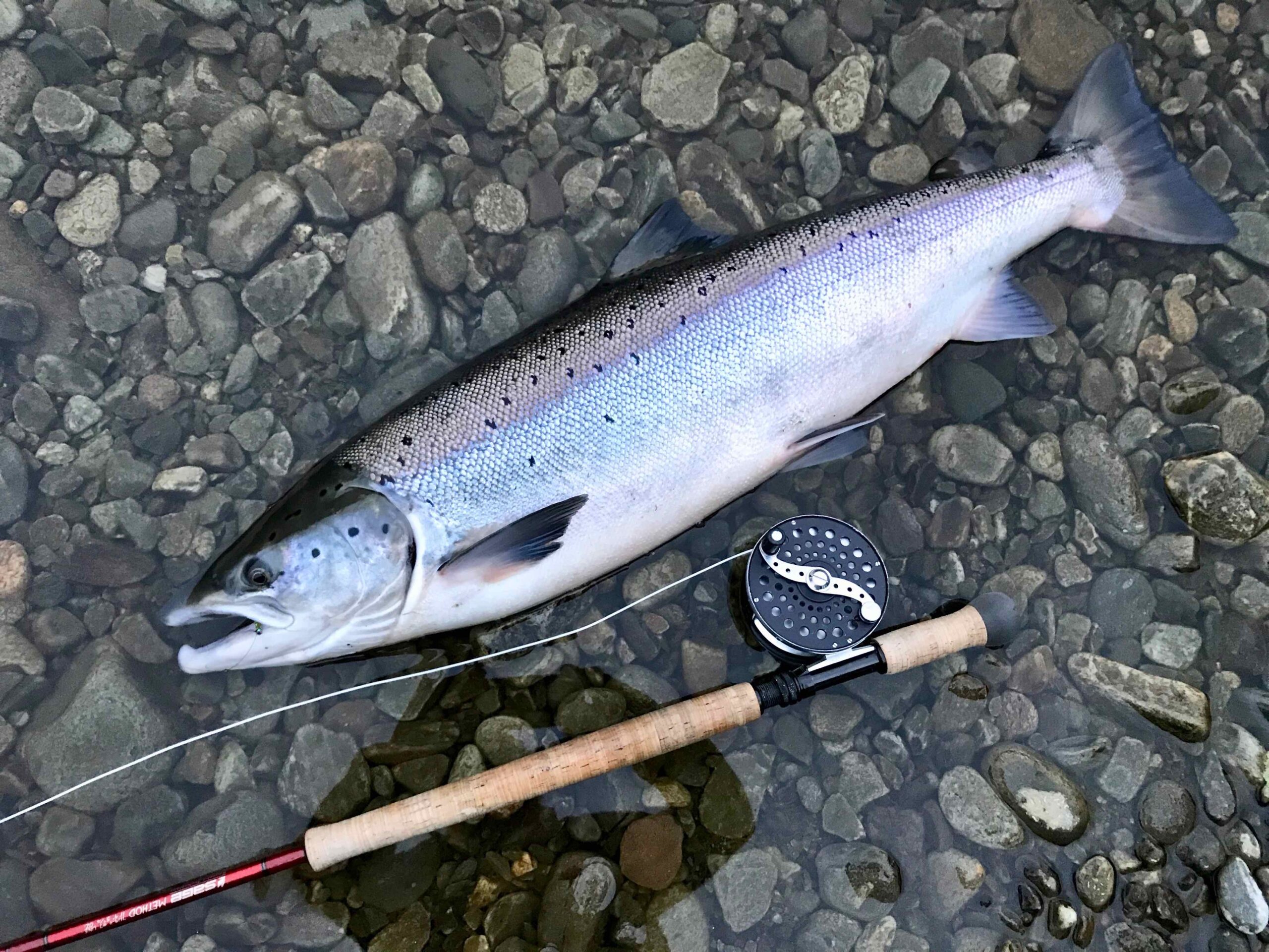 Flowers River Lodge, Fly fishing for Atlantic salmon in Labrador