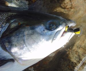 salmon on chenobyl ant