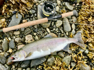 pacific salmon in scandinavia