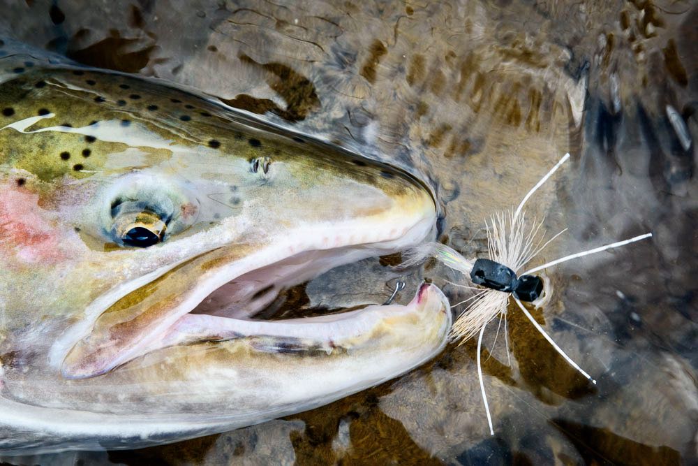 steelhead on wake fly