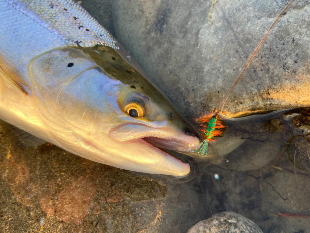 The Glitter Bug salmon fly