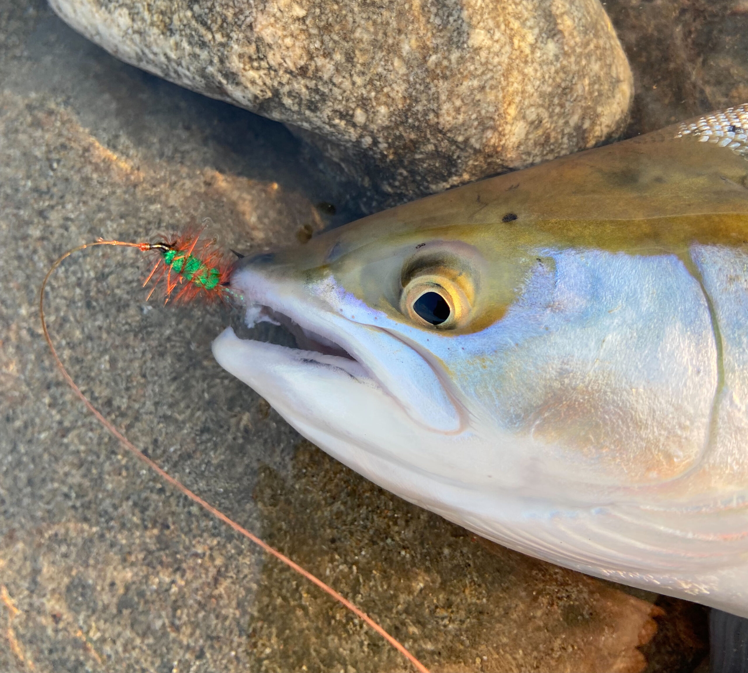 Searun Fly Fish  Fly fishing gear for the coastal seatrout fisher