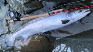 Salmon on riffling hitch tube fly