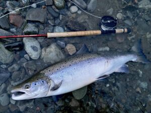 Salmon On Riffling Hitch