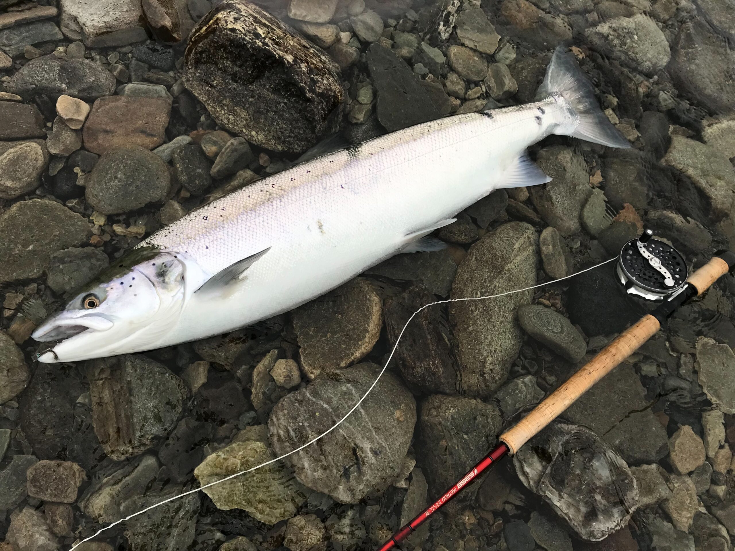 Salmon on riffling hitch