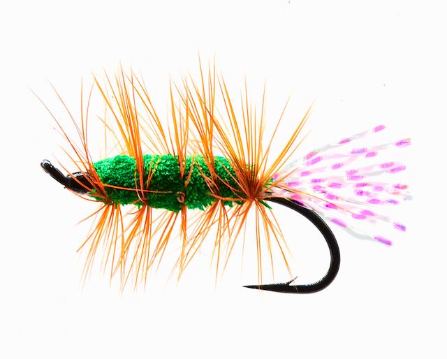 Bugs for Atlantic Salmon