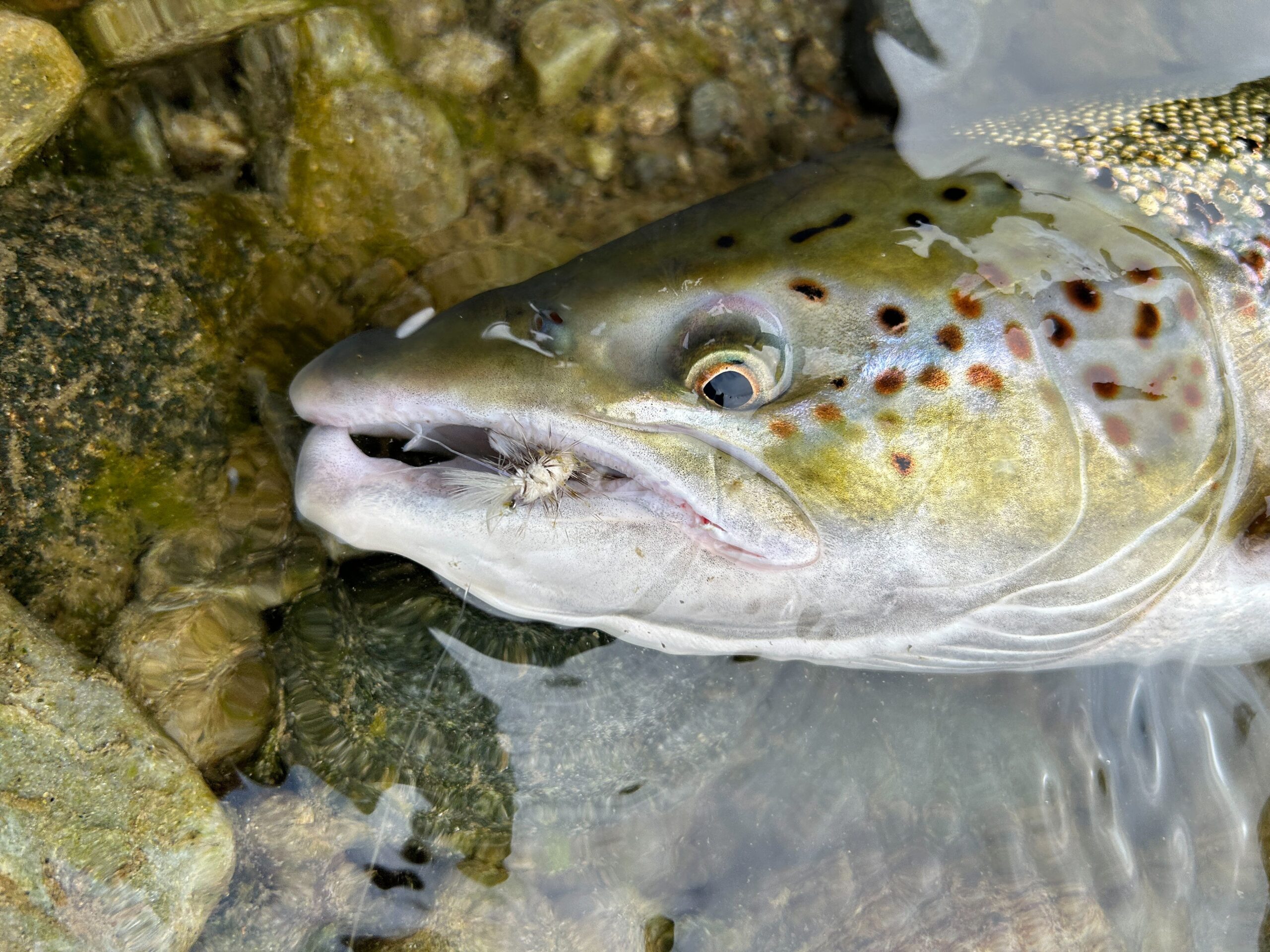 Salmon on CDC flies