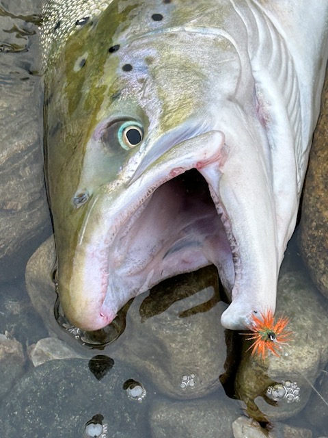 Atlantic salmon bug fly