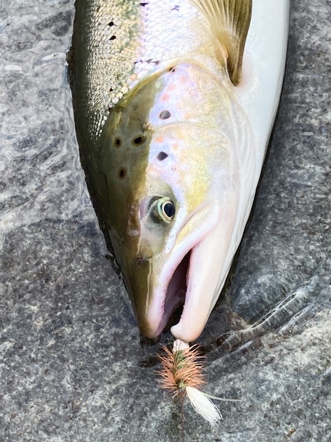 Atlantic salmon on Bomber