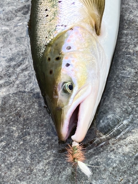 Atlantic salmon on Bomber