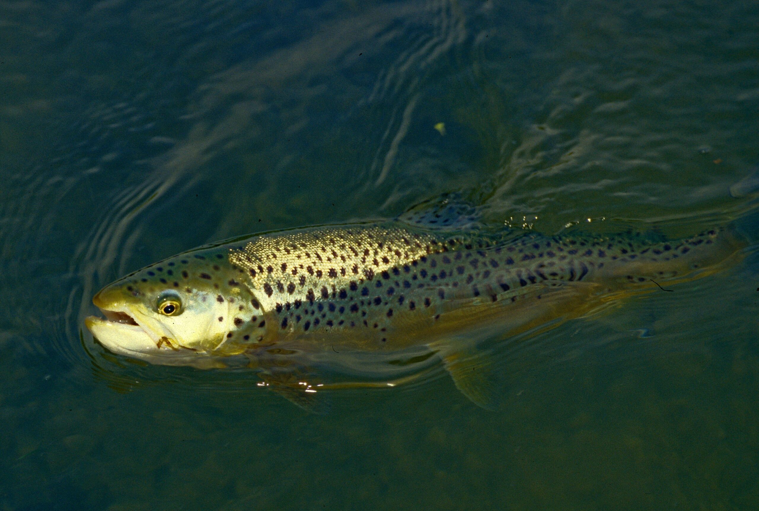 brown trout is a sea trout