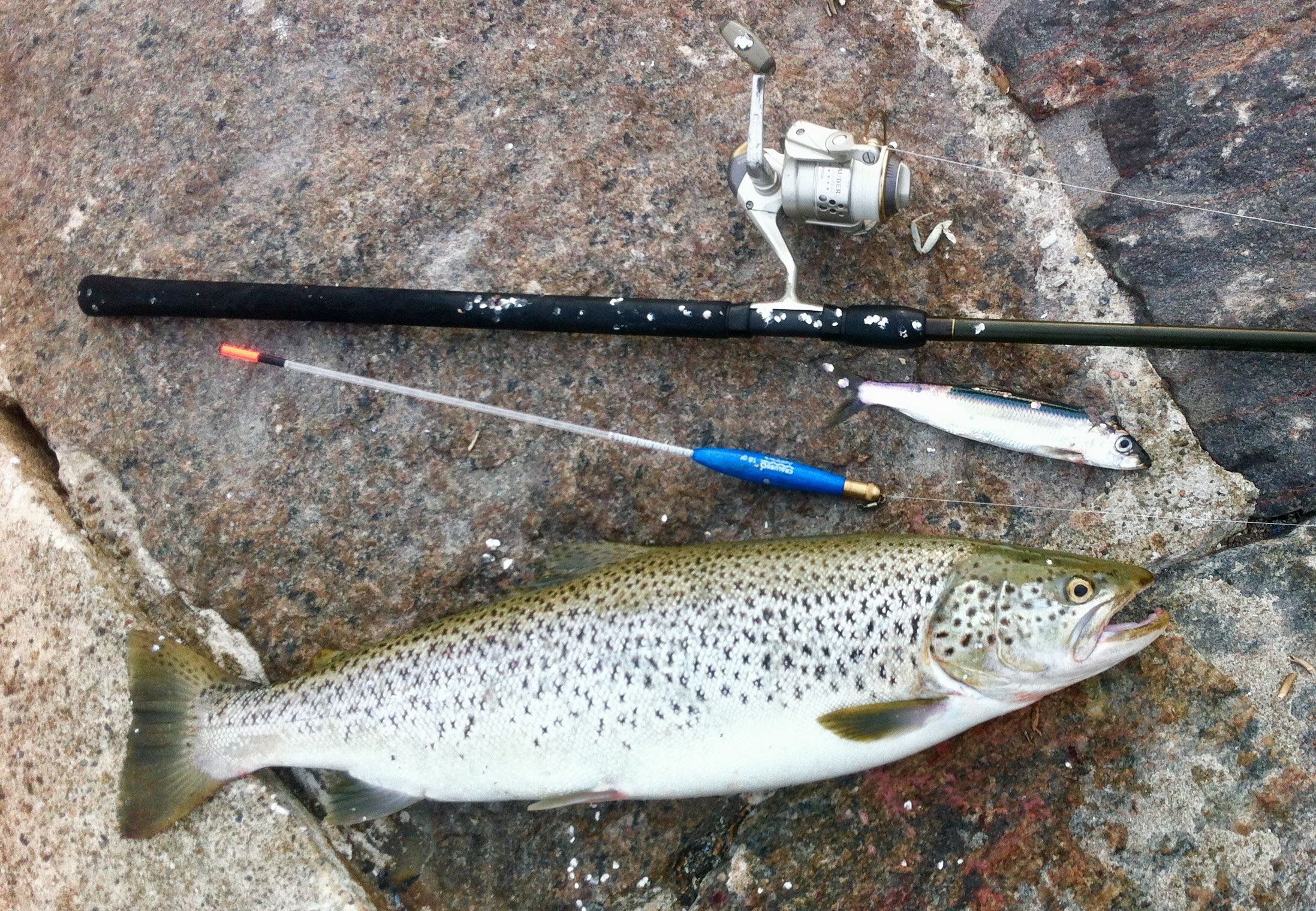 Sea trout eat herring