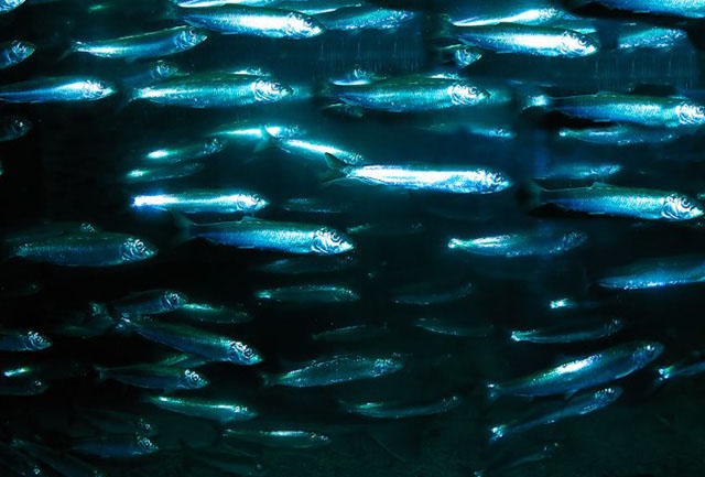 Sea trout eat herring