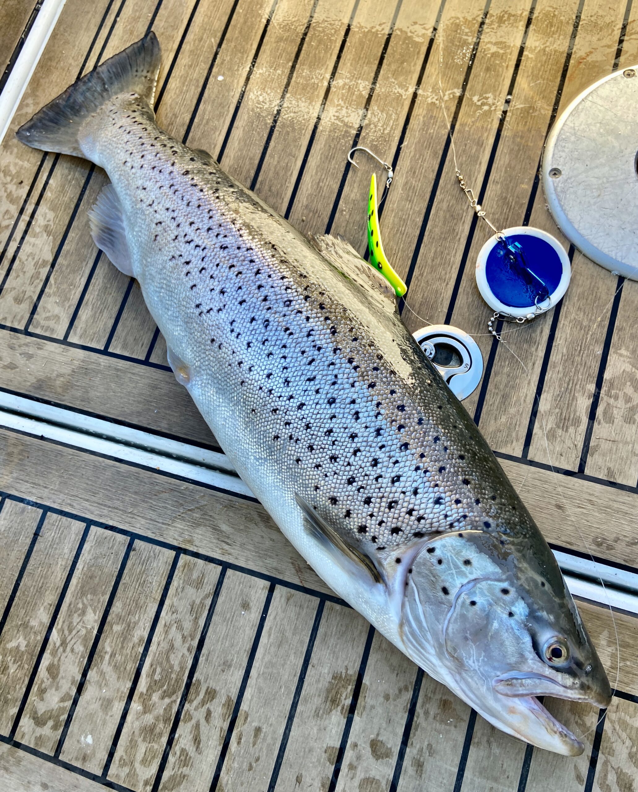 lake trout is a brown trout