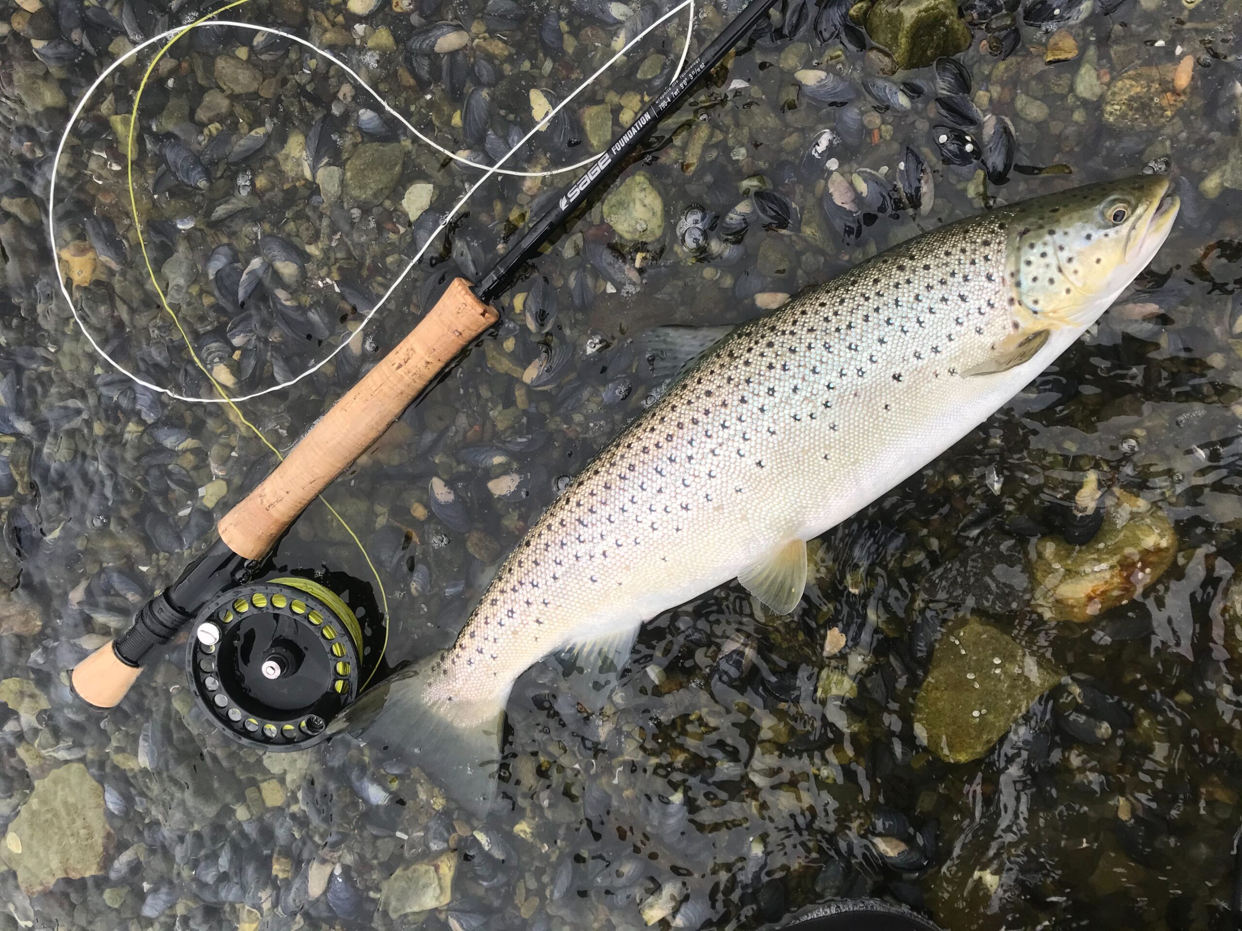 Sea trout in the sea