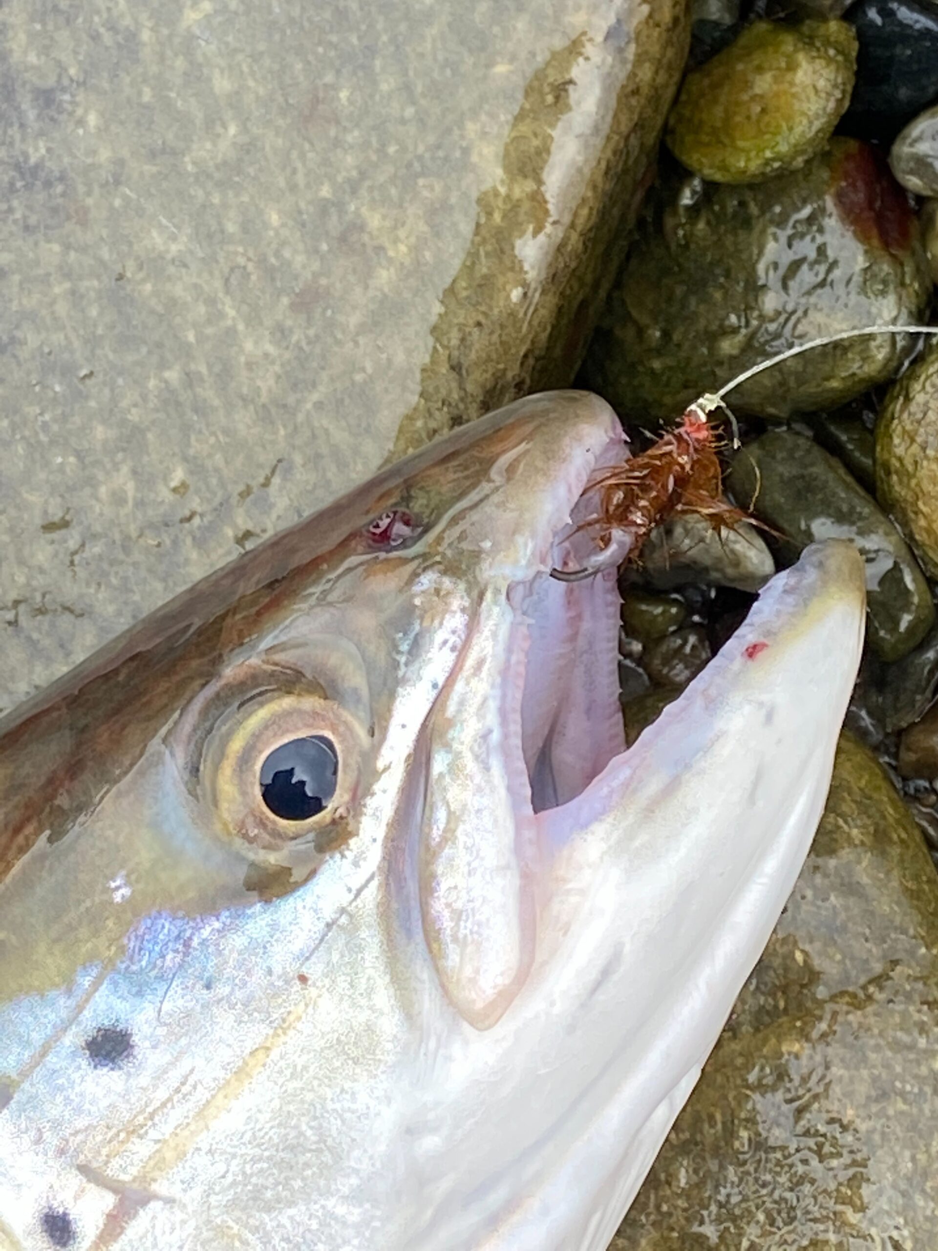 What sea trout eat in the sea
