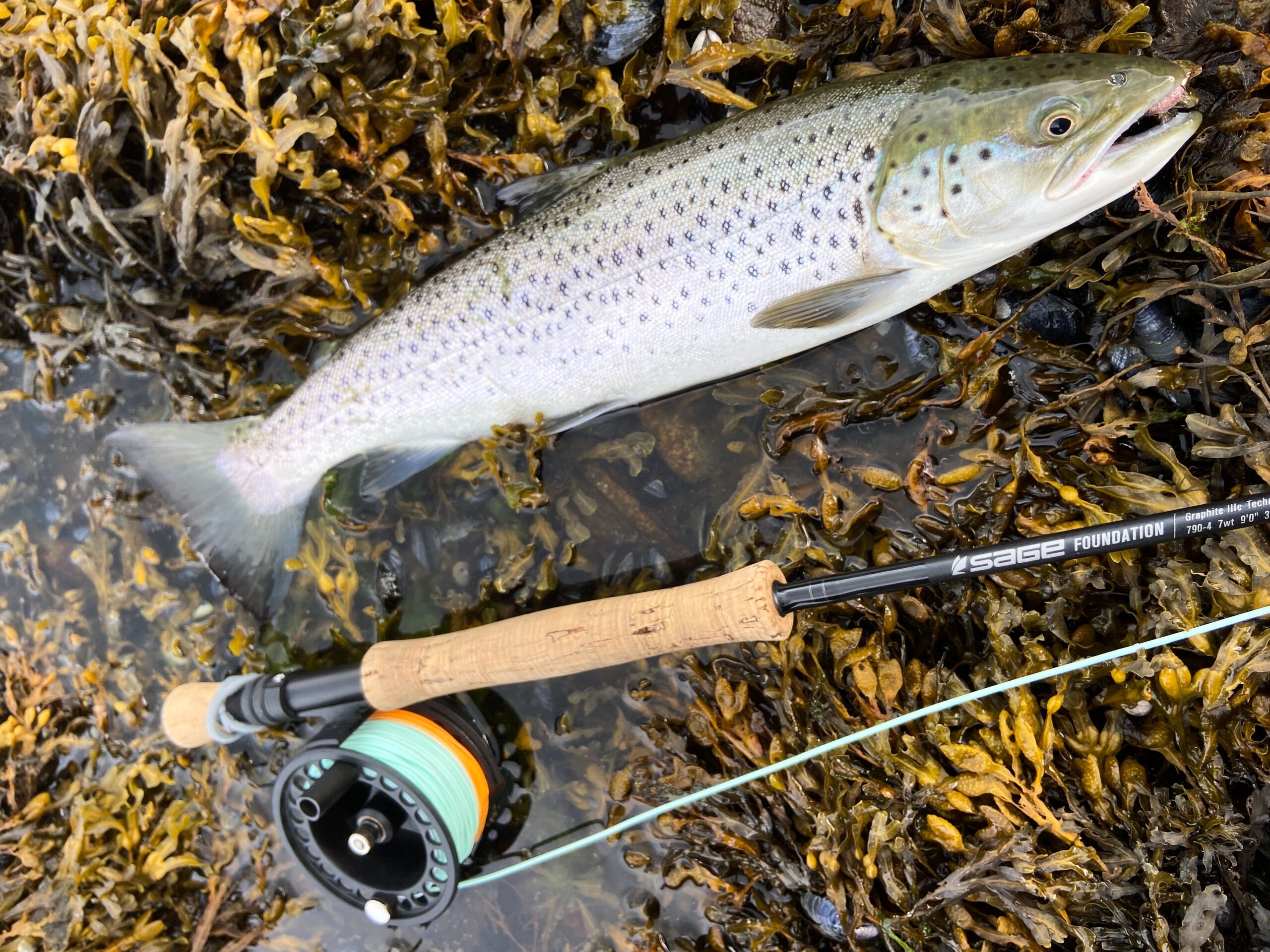 Sea trout from the coast line