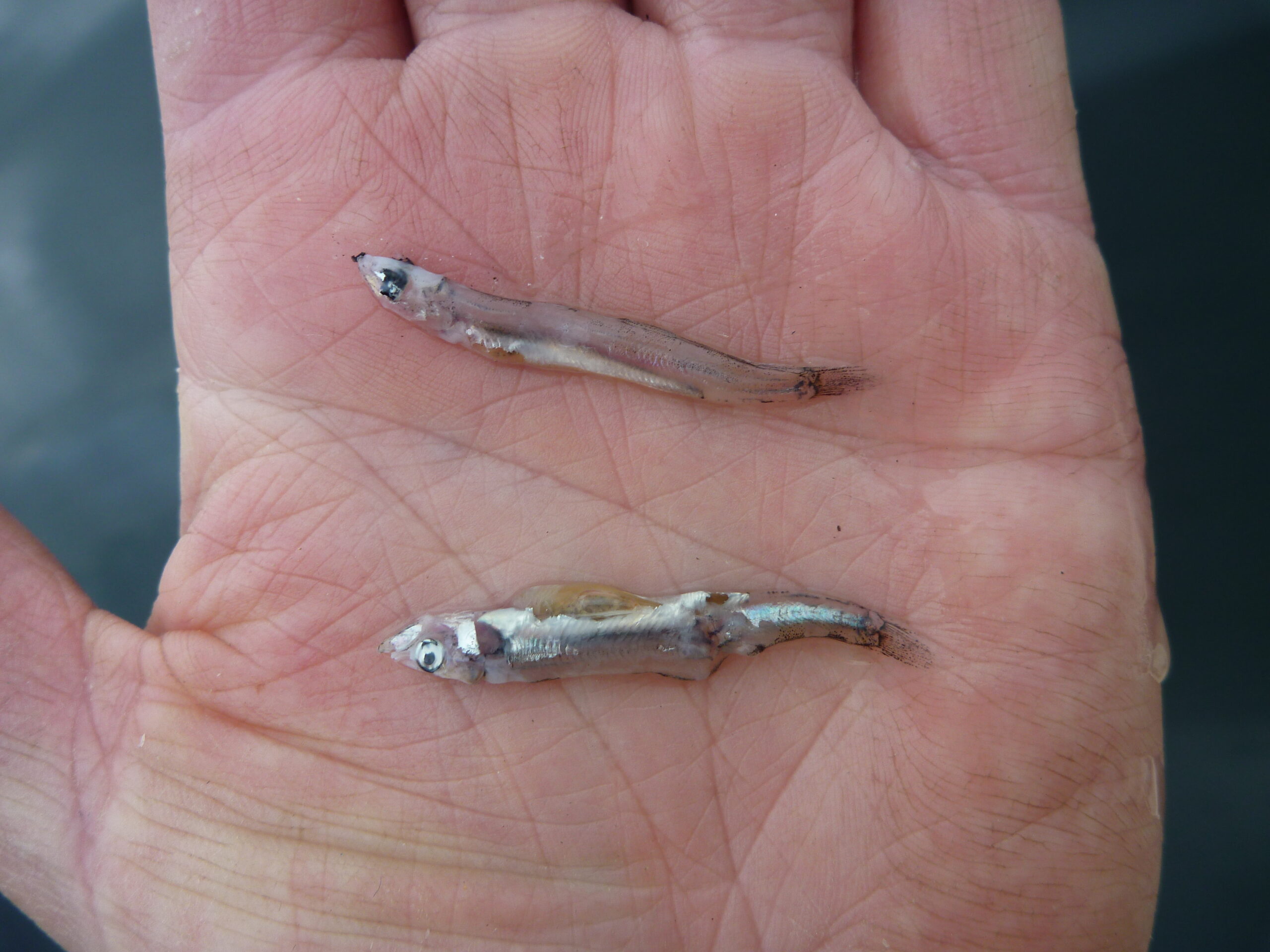 Sea trout eat herring