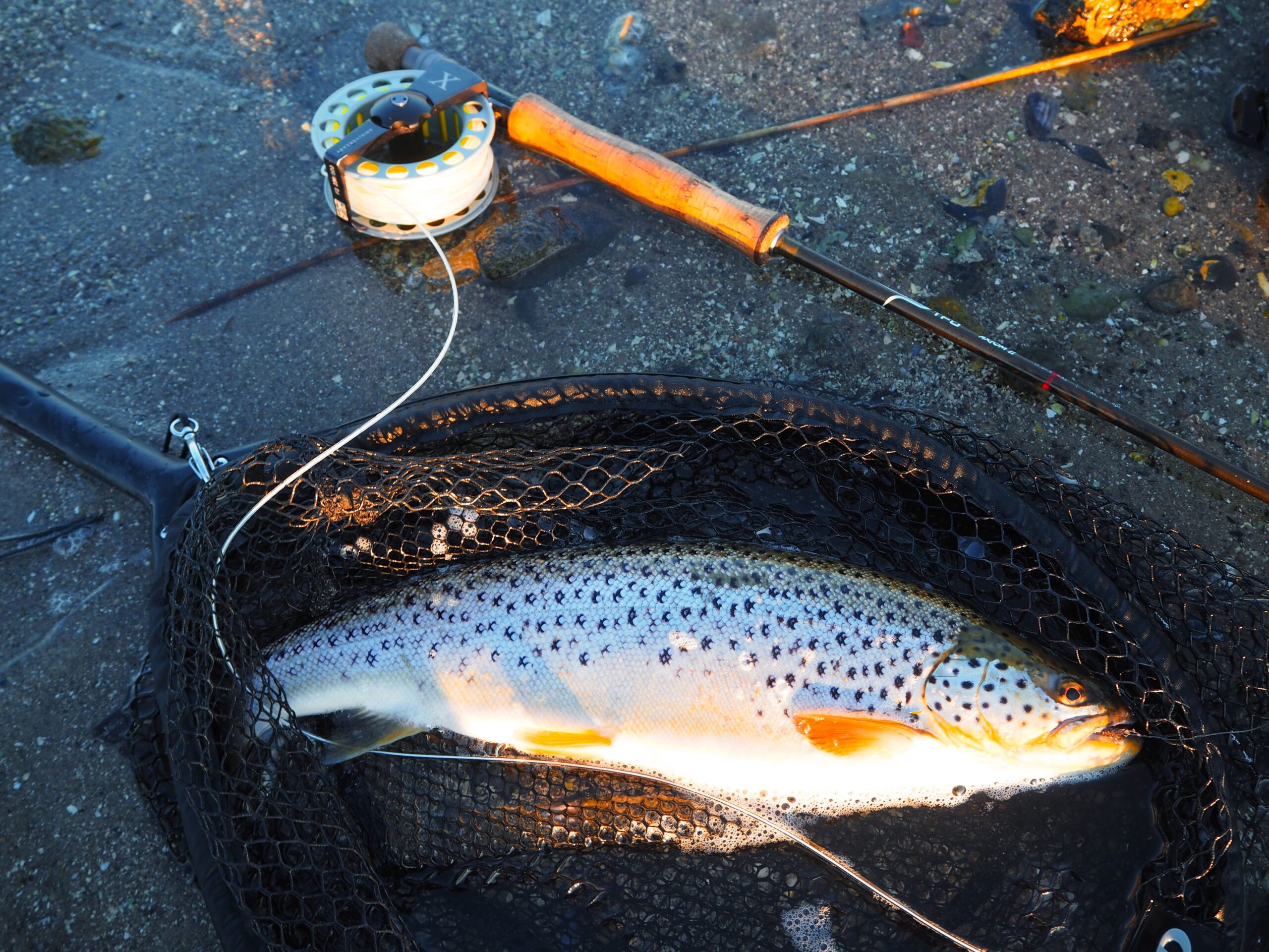 sea trout from estuaries