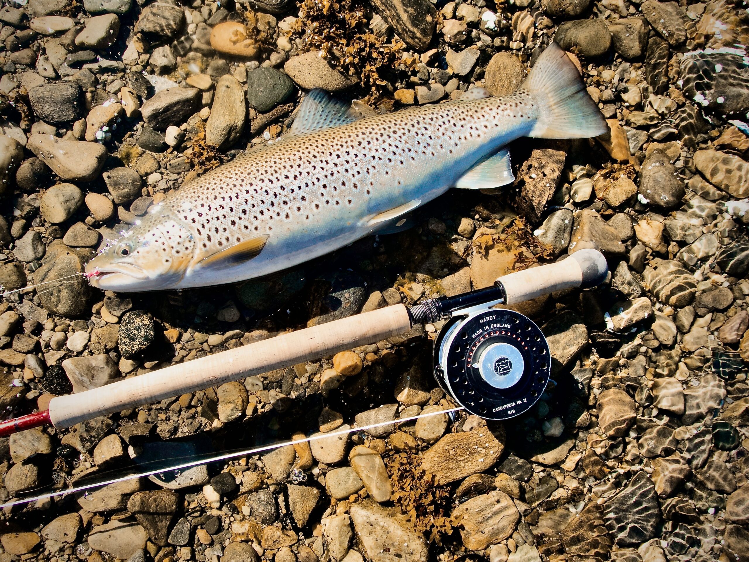 sea trout in the sea