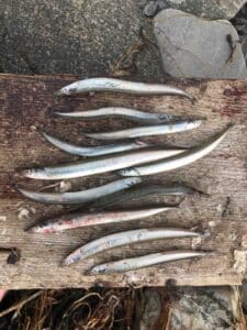 sea trout eat sand eel