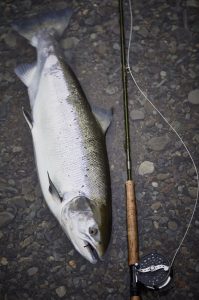 Salmon on sunray shadow tube fly