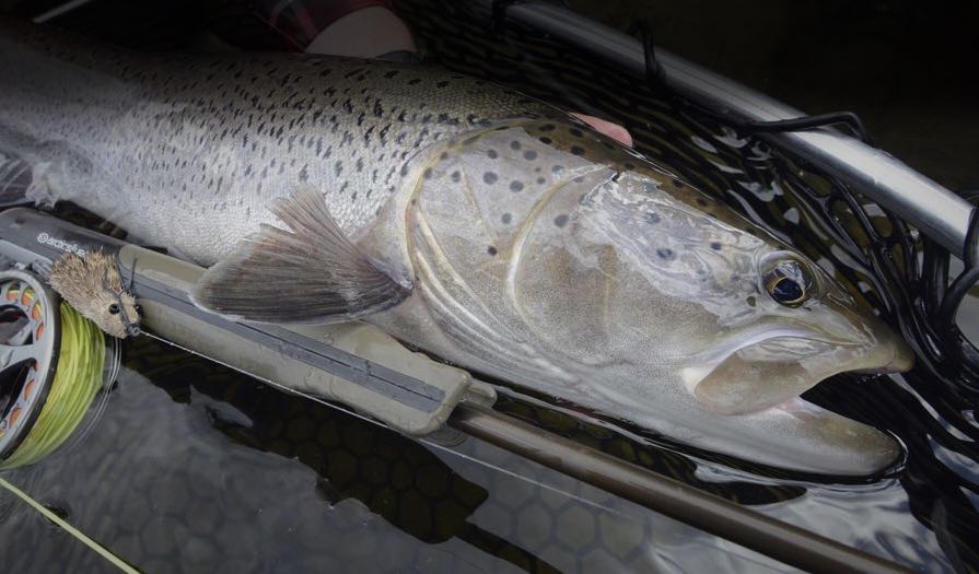 Trout on mice flies - mouse fly