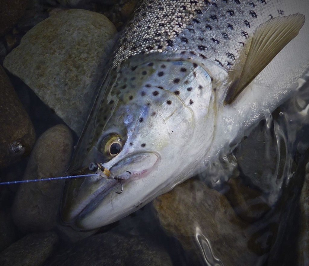 Sea trout on riffling hitch