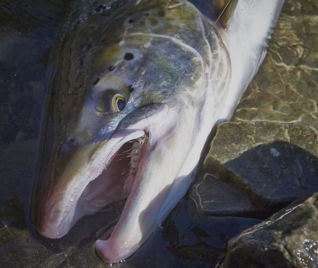 salmon on dry fly