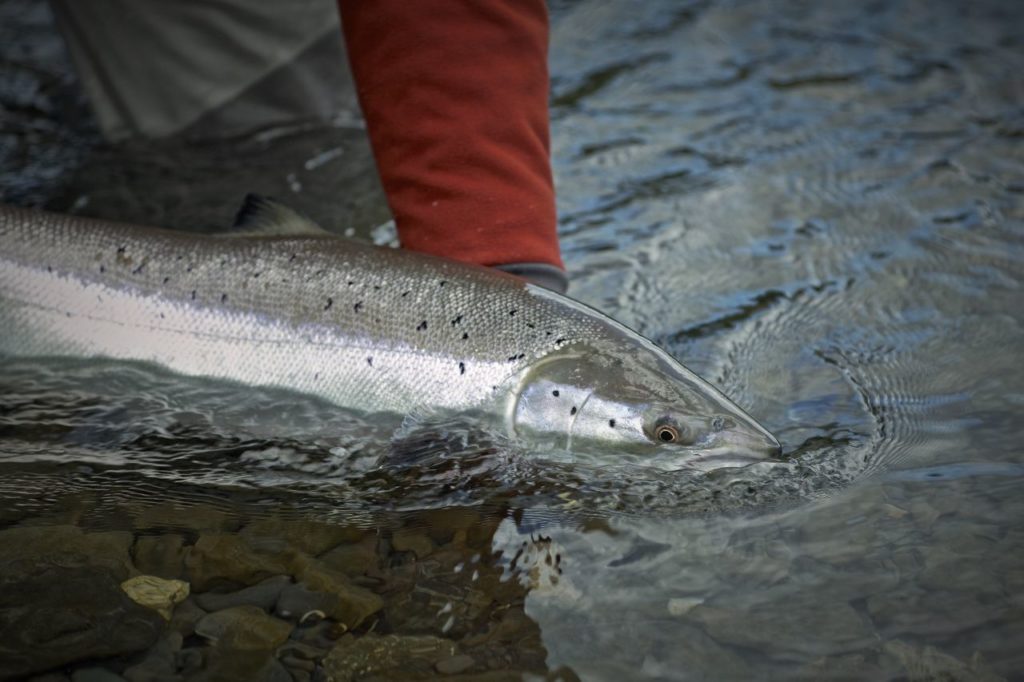 Monster Tube Caddis salmon on dry fly