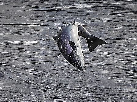 fly fishing for salmon