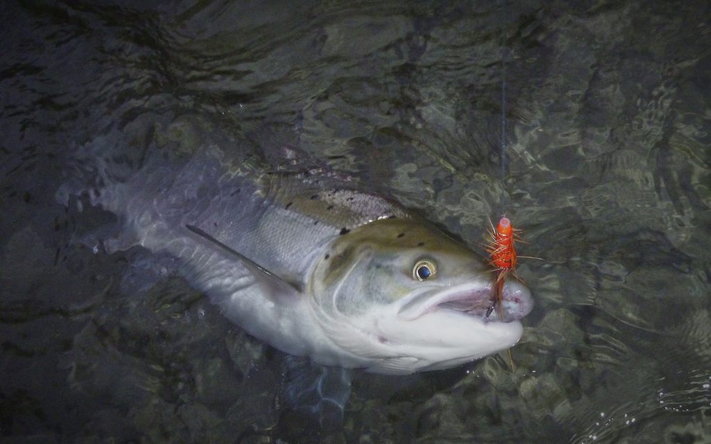 Prawn fly schrimp fly for salmon and steelhead